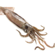 Illustration for article titled What the Hell, A Live Bomb Was Found Inside a Squids Stomach